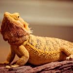 bearded dragon mites are hosted it