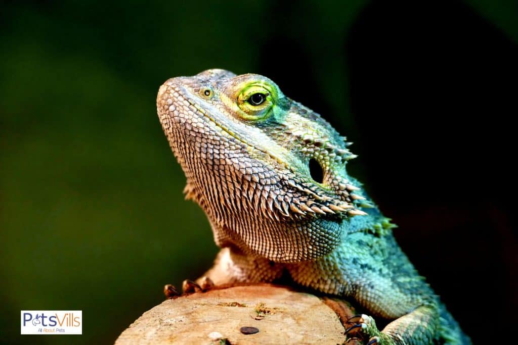 bearded dragon surviving without food but how long can a bearded dragon go without food