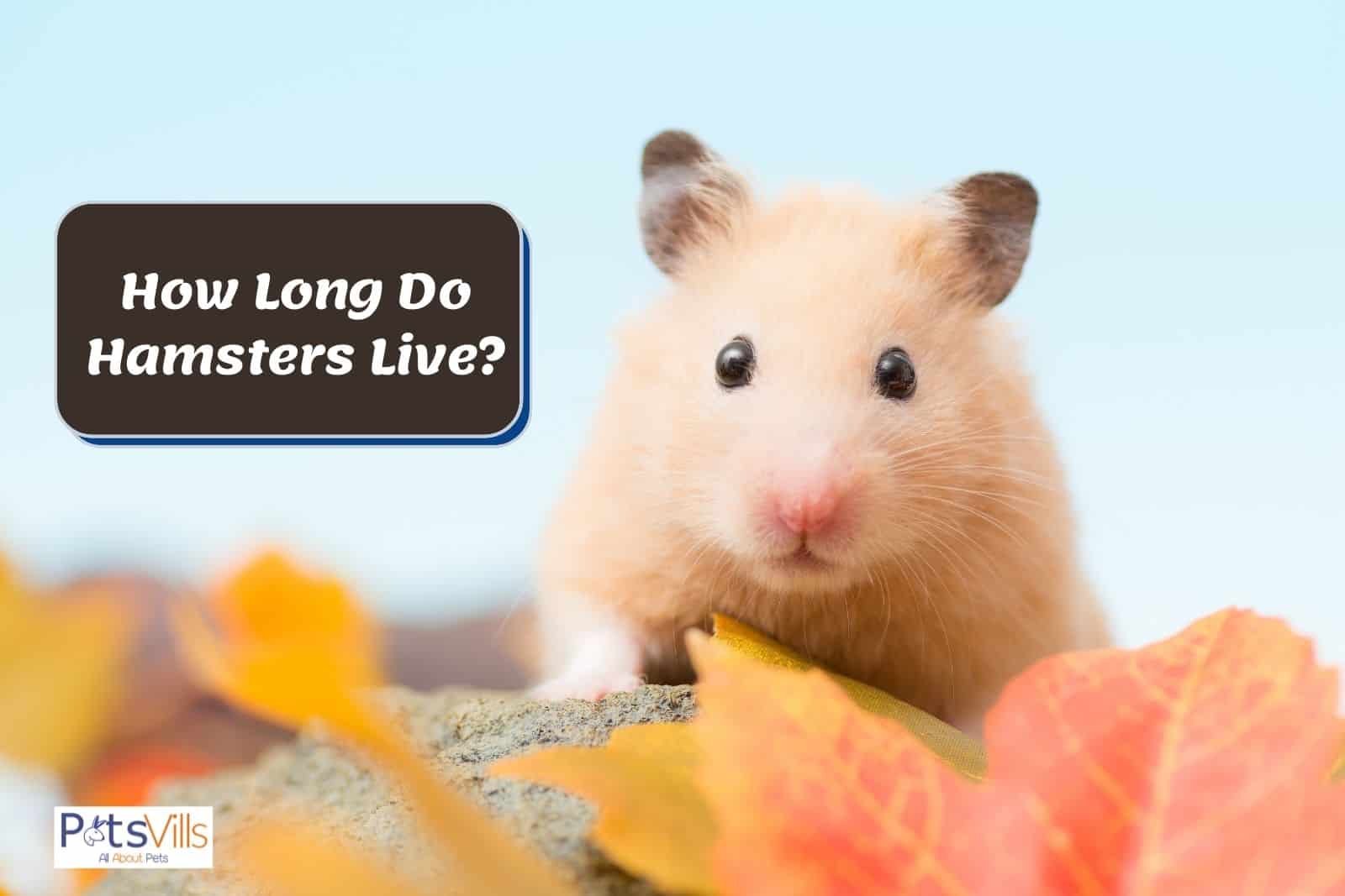 how long do hamsterrs live