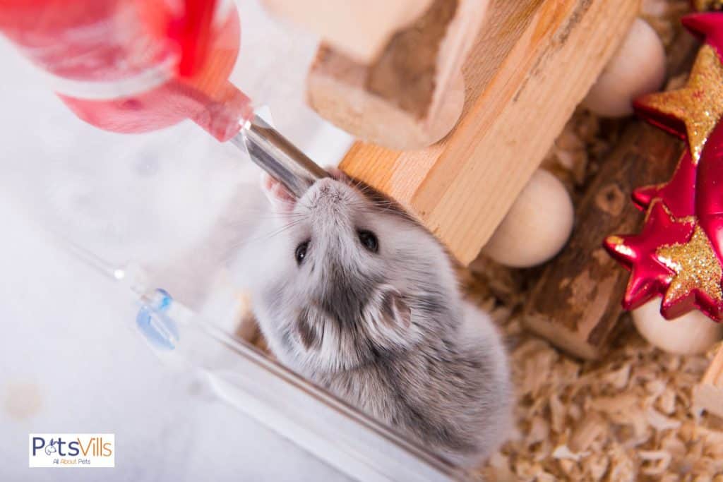 a hamster drinking water