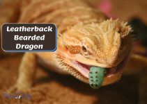 Leatherback Bearded Dragon: The Complete Care Guide