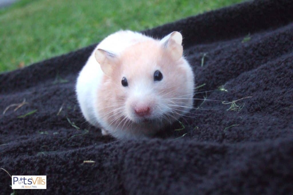 cute hamster, disney hamster names