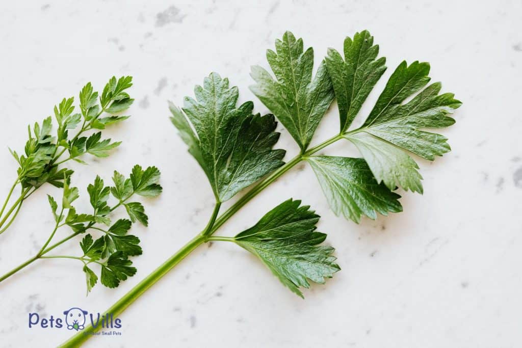 parsley for bearded dragon, can bearded dragons eat parsley