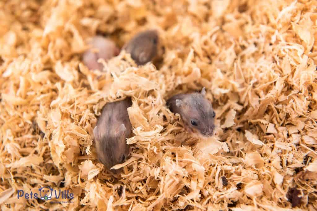 dirty beddings fir hamsters, how often to change hamster bedding