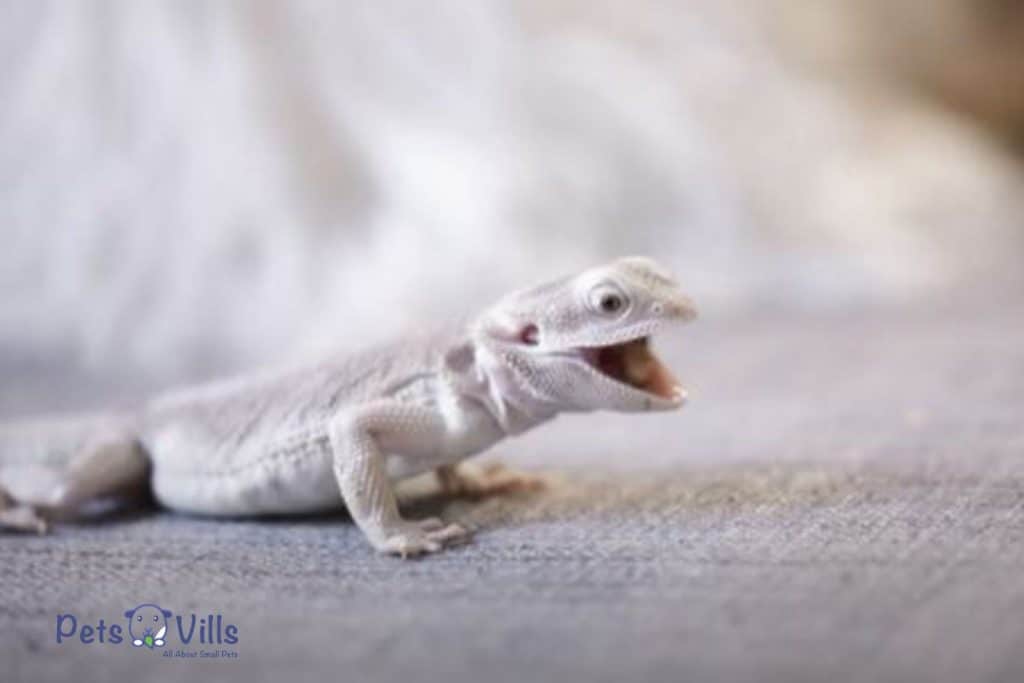 a cute albino bearded dragon