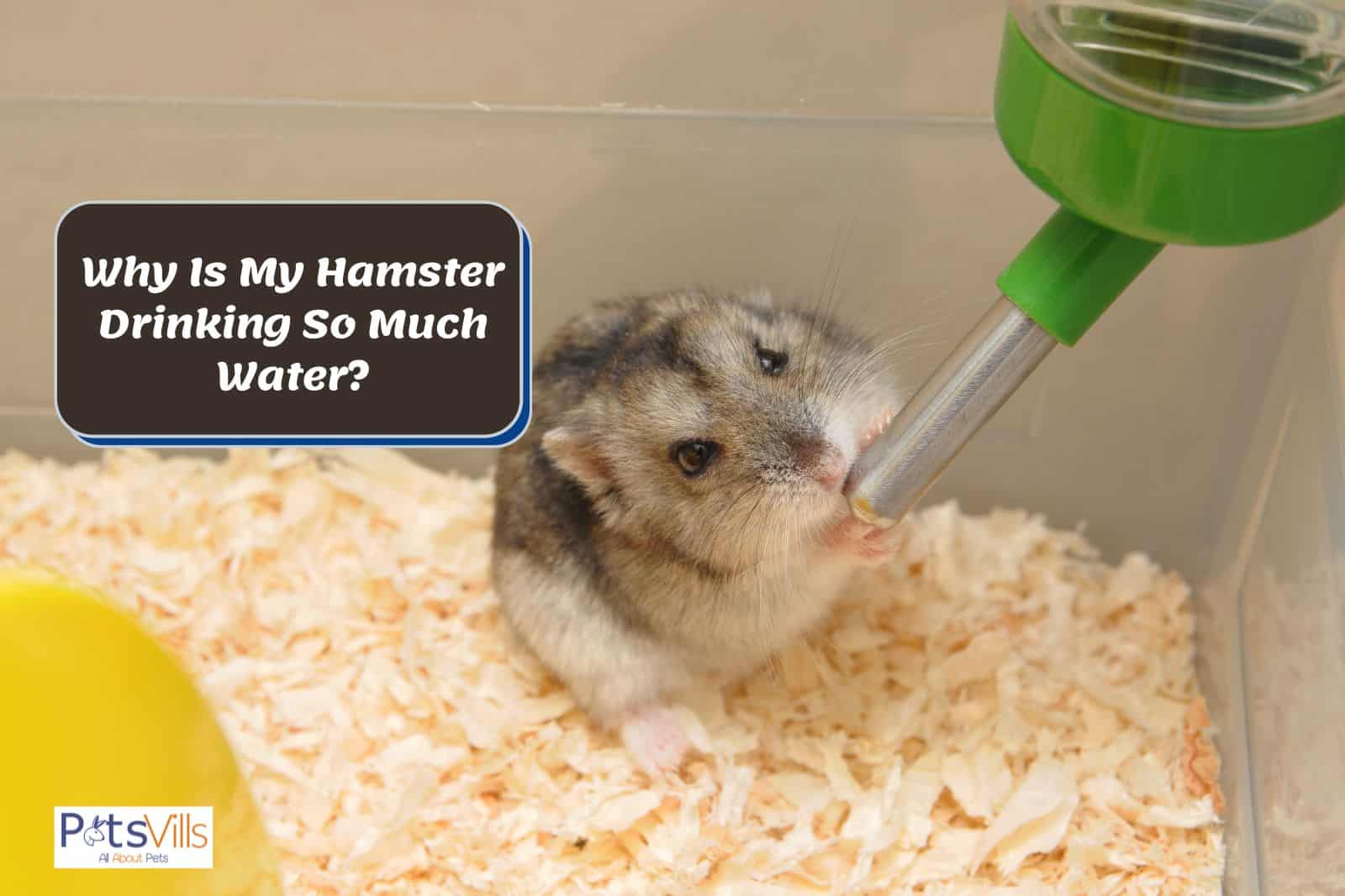 Why Is My Hamster Drinking So Much Water
