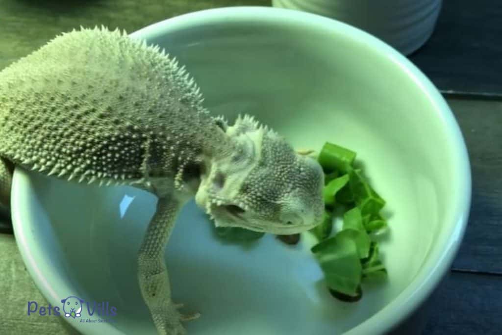 albino bearded dragon eating vegetable