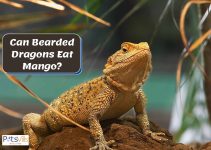 Can Bearded Dragons Eat Mango? (Know The Benefits & Risks)