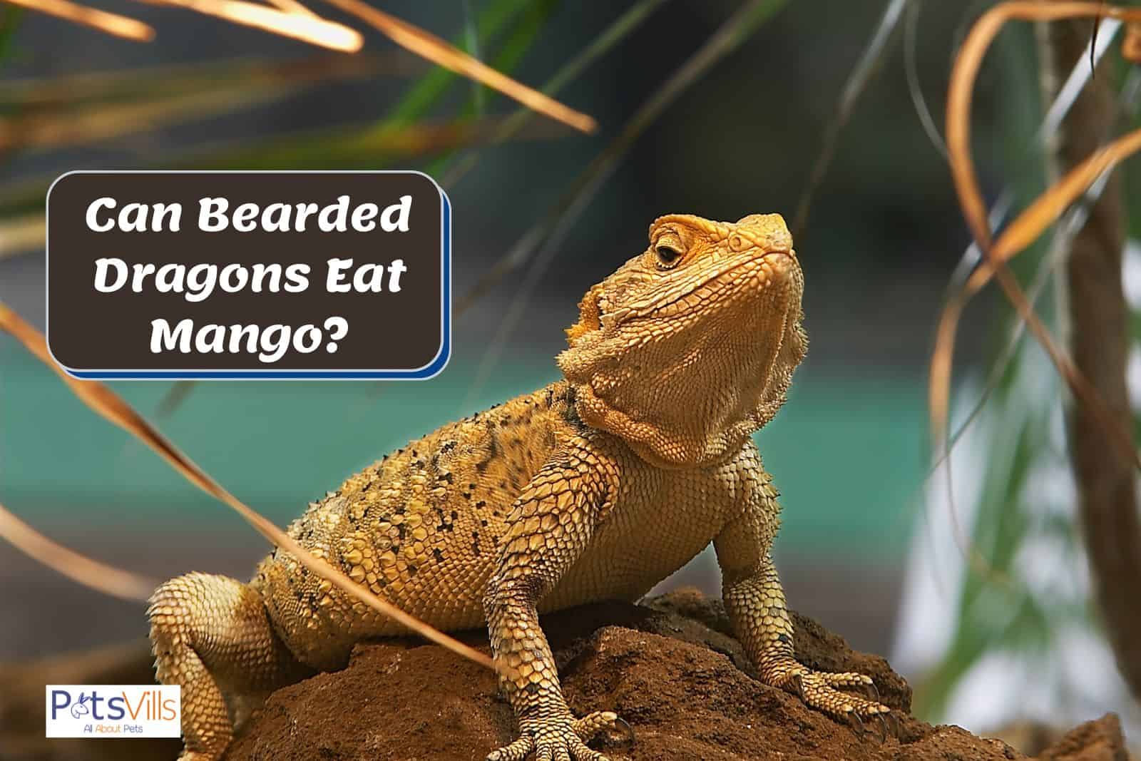 bearded dragon waving at mango but can bearded dragons eat mango