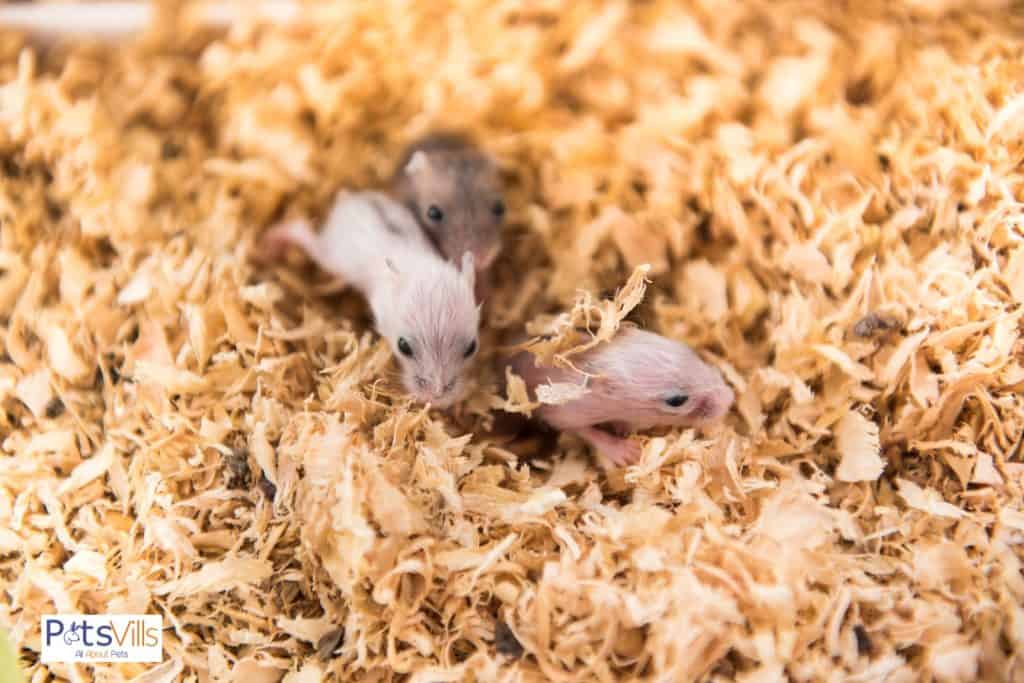 hamster babies in habit but do hamsters eat their own babies