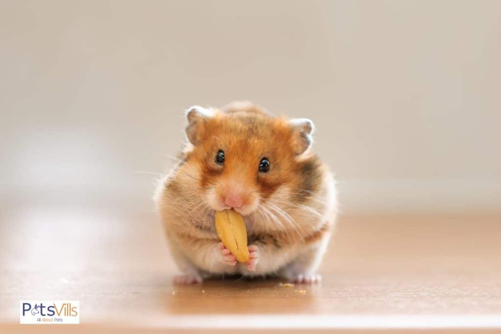 hamster eating cashew but what nuts can hamsters eat