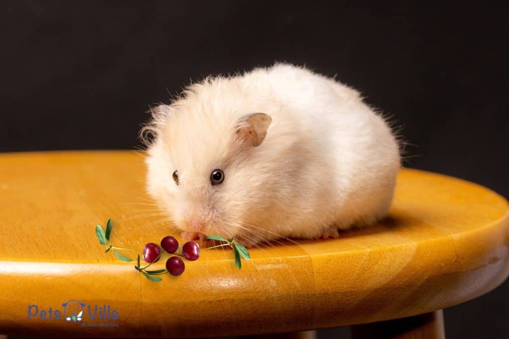a hamster eating cherry, can hamsters eat cherries
