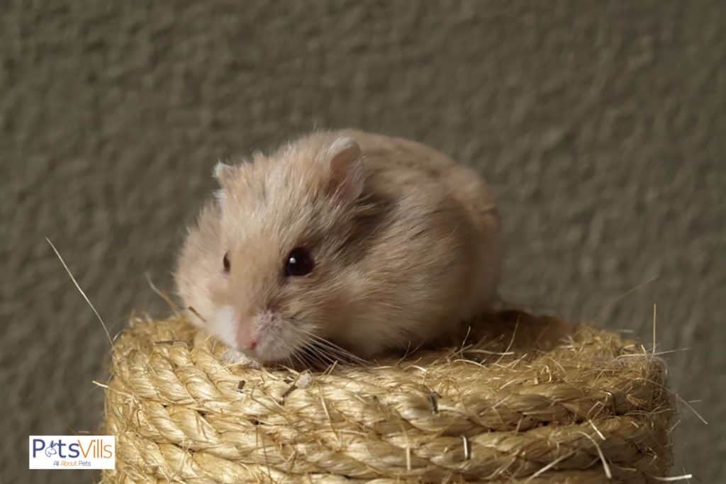 hamster in stress but do hamsters eat their own babies when in stress