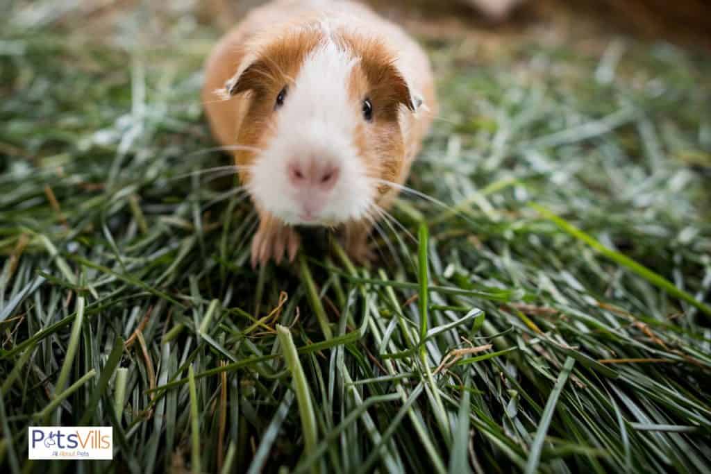 baby guinea pig with hay in front of him