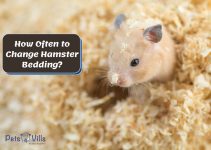 How Often to Change Hamster Bedding? [Why It is Necessary?]