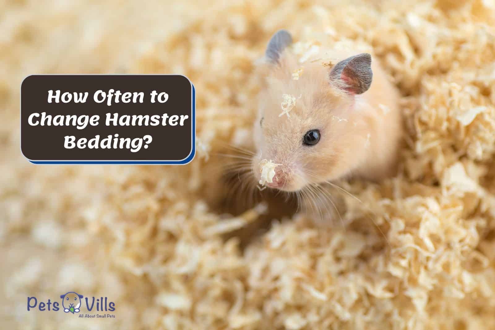 hamster in a cage with dirty bedding, how often to change hamster bedding