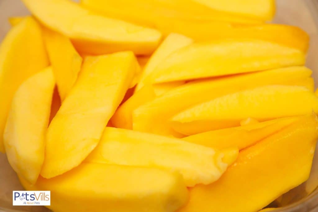 mango slices for the bearded dragons but can bearded dragons eat mango