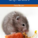 grey hamster eating a carrot