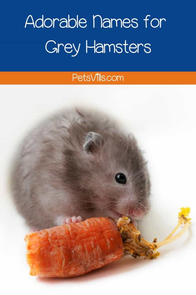 grey hamster eating a carrot