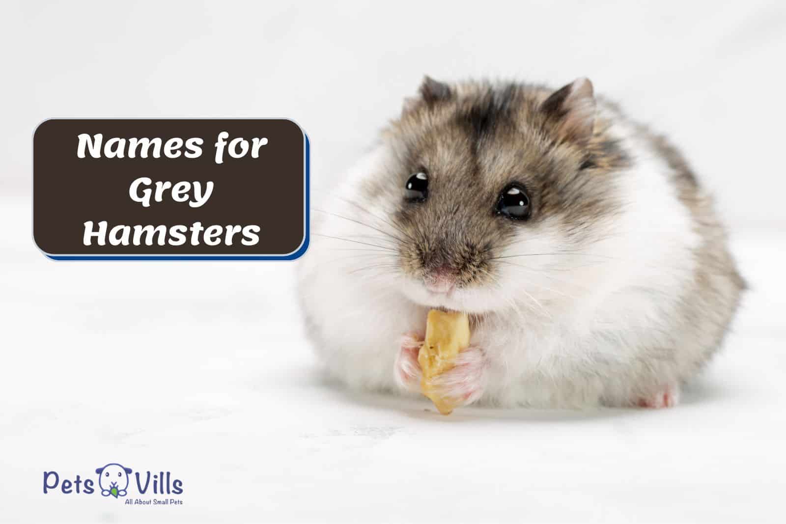 cute grey hamster eating a nut beside names for grey hamsters. text