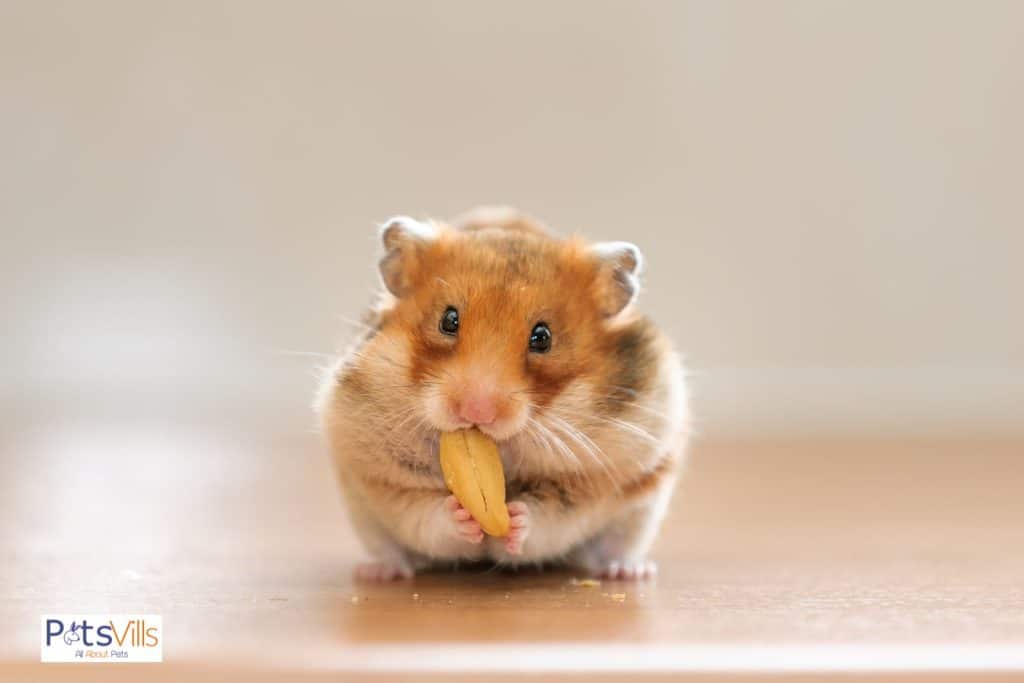 my pregnant hamster eating nut
