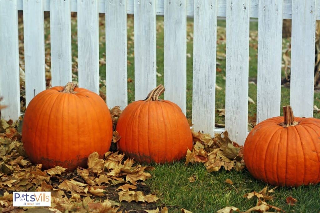 pumpkins for chickens