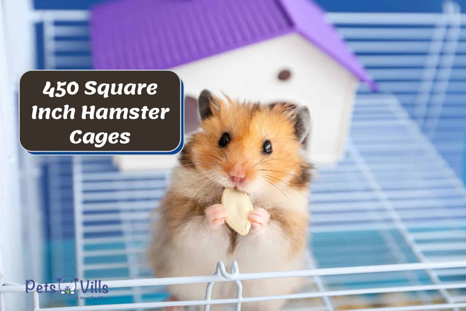 hamster eating a nut outside his 450 square inch hamster cage