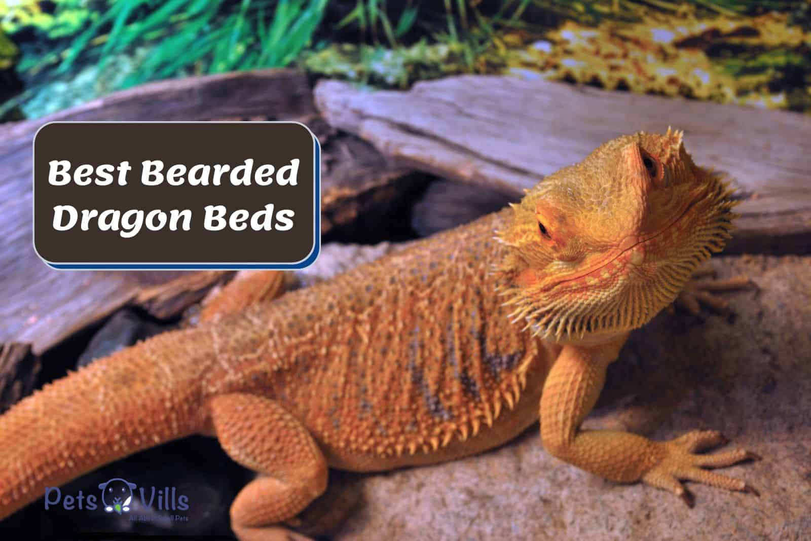a bearded dragon posing beside 