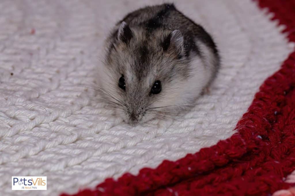 Campbells Russian Dwarf Hamster, can hamsters live together in the same cage
