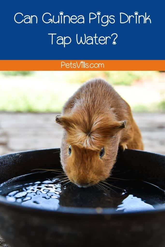 guinea pig trying to drink tap water but can guinea pigs drink tap water in bowl