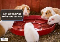 Can Guinea Pigs Drink Tap Water? [Is it Bad For Them?]