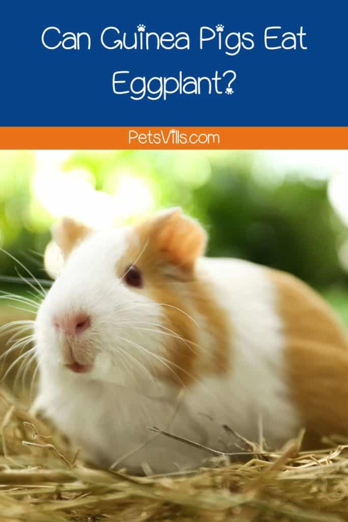 can guinea pigs eat eggplant