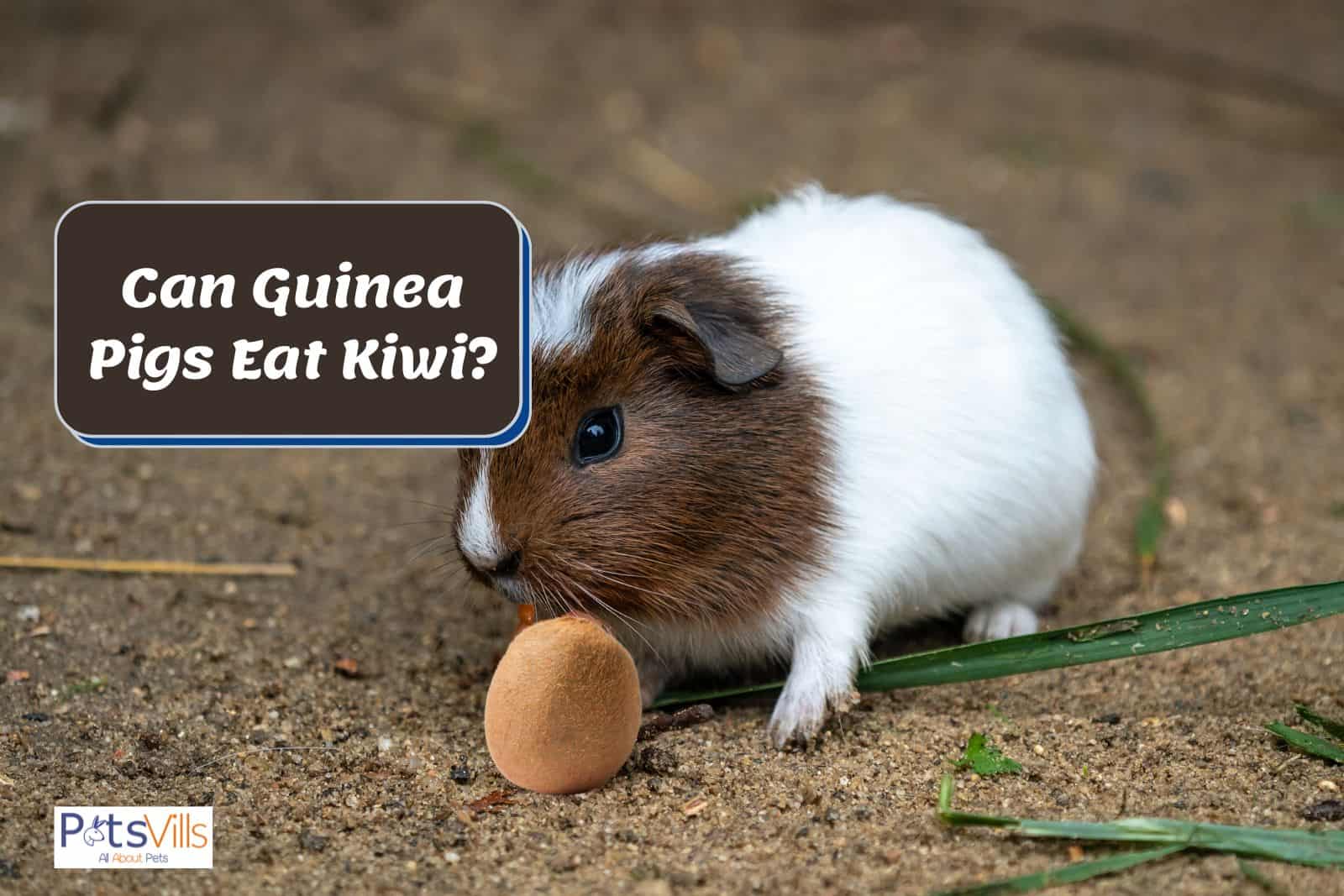 guinea pig trying to eat kiwi but can guinea pigs eat kiwi