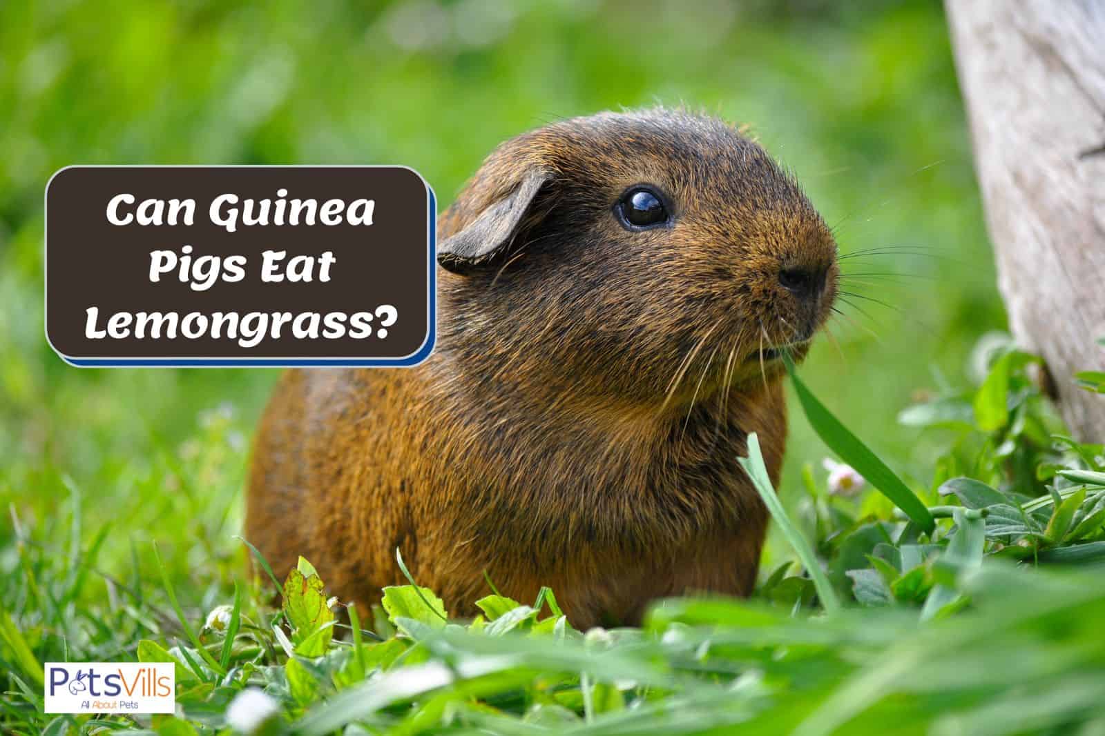 guinea pig eating grass but can guinea pigs eat lemon grass