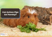 Can Guinea Pigs Eat Parsley? (Know The Benefits & Risks)