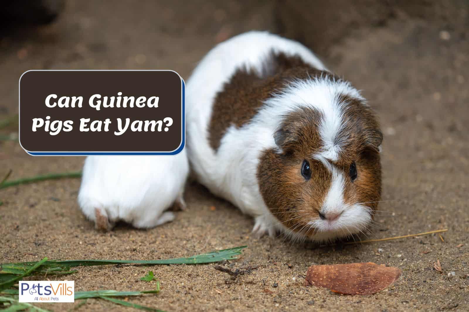 guinea pig trying to eat yam but can guinea pigs eat yam