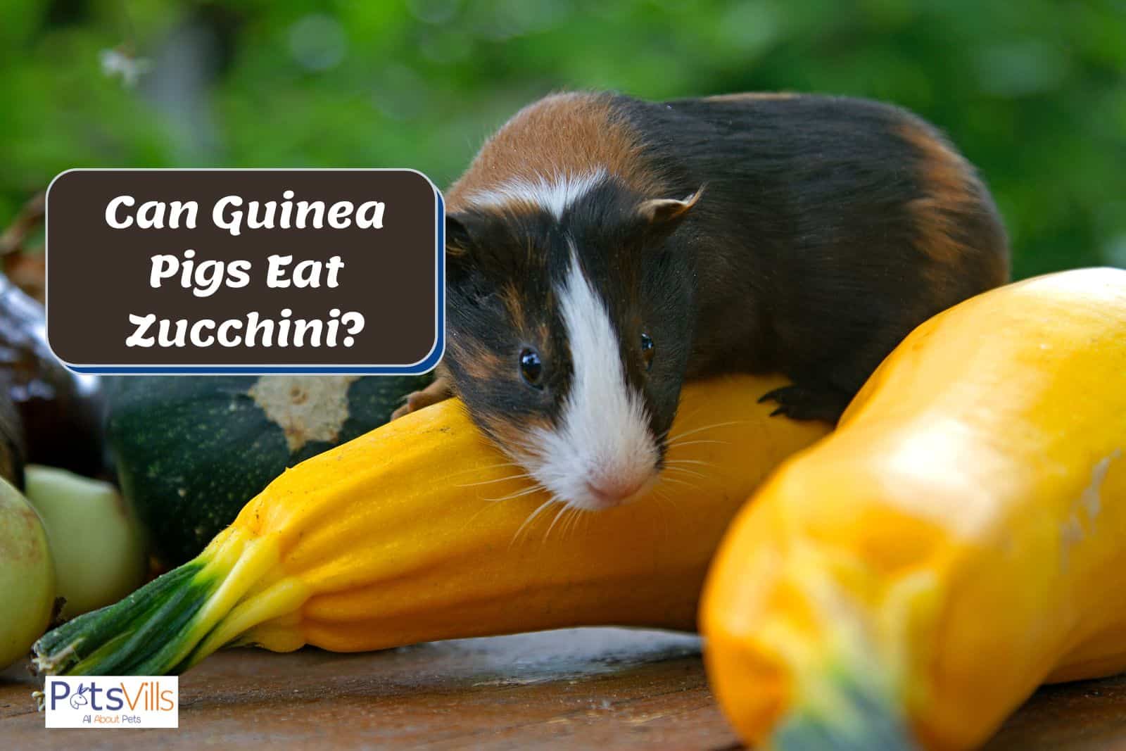 Can Guinea Pigs Eat Zucchini? Discover the Surprising Benefits!