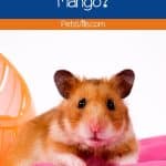 hamster waving at mango but can hamsters eat mango