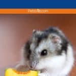 hamster trying to eat nectarine but can hamsters eat nectarine