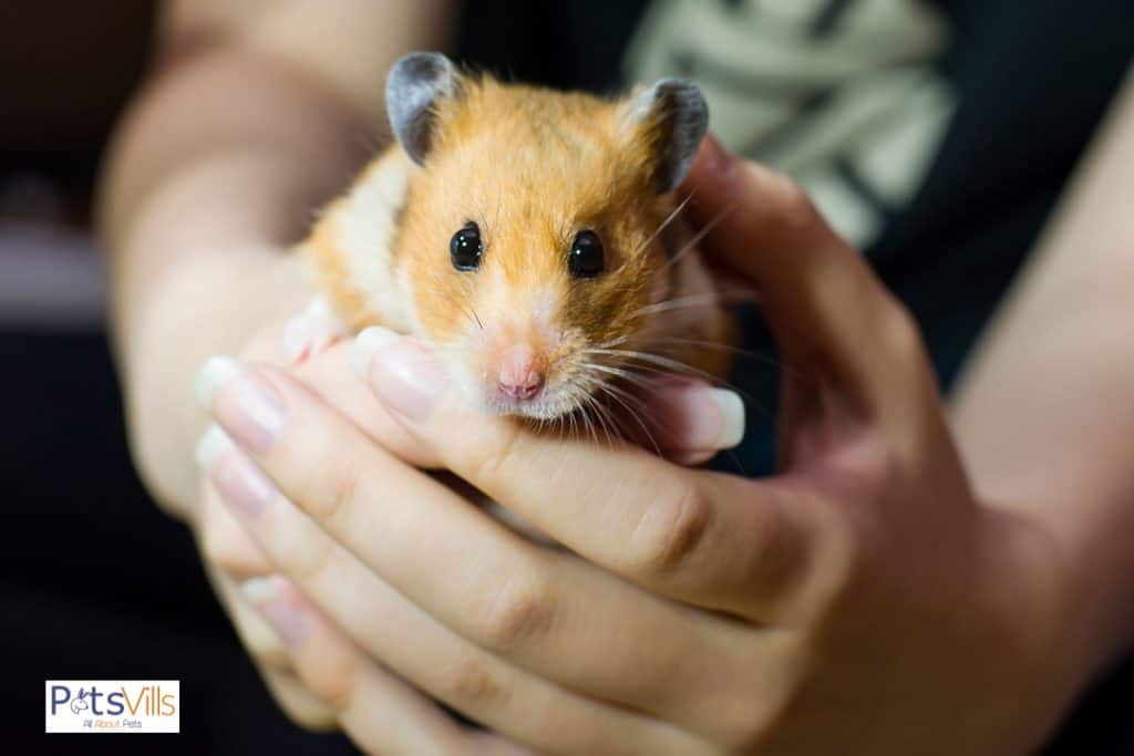 why do hamsters die so fast