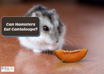 Can Hamsters Eat Cantaloupe? Health Benefits + Feeding Tips