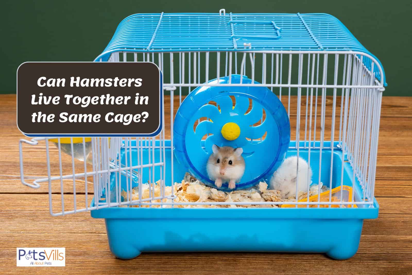 Can Hamsters Live Together in the Same Cage
