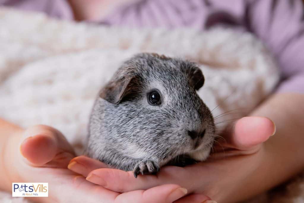 guinea pig in a women's hand