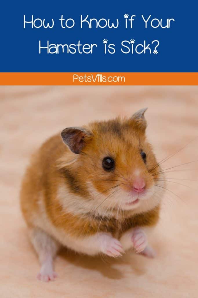 sick hamster, how to know if your hamster is sick
