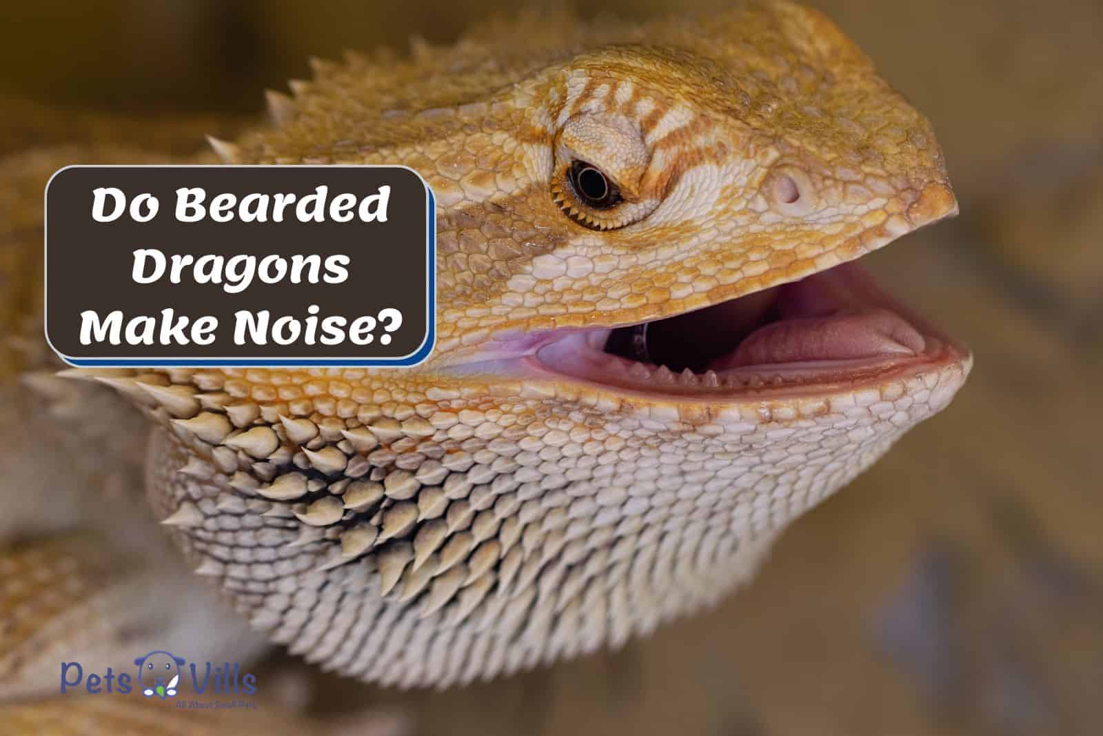 a beardie with an open mouth beside 