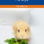 guinea pig trying to eat parsley but can guinea pigs eat parsley