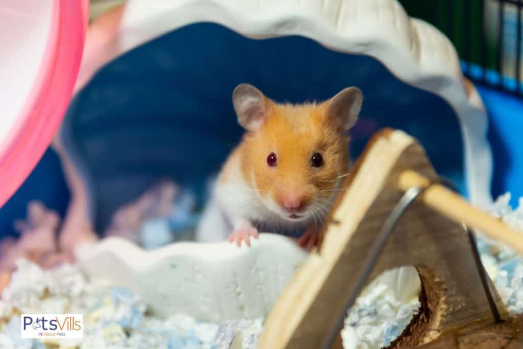 hamster with poor eyesight so can hamsters see in the dark