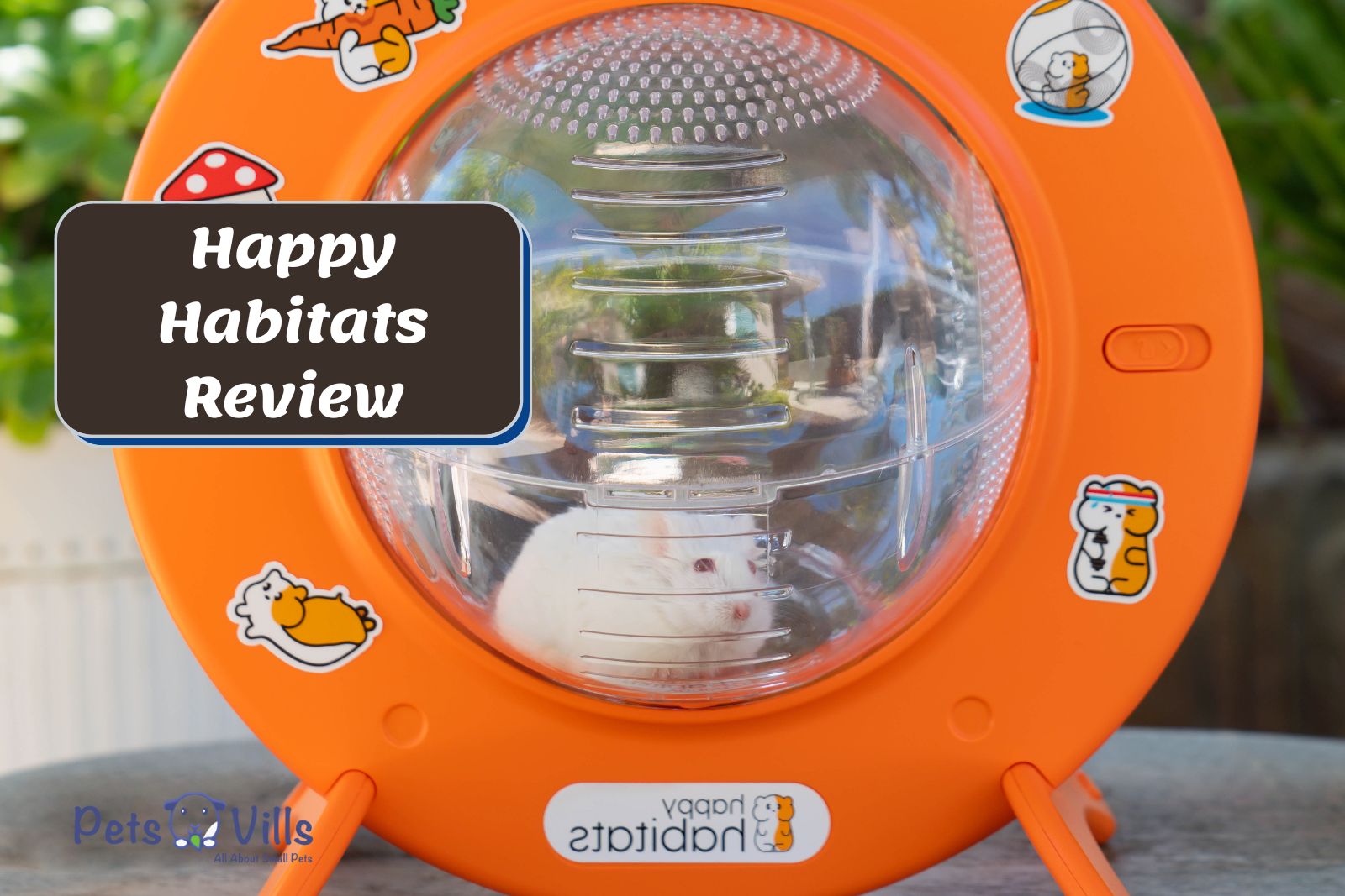 guinea pig inside the Happy Habitats Review