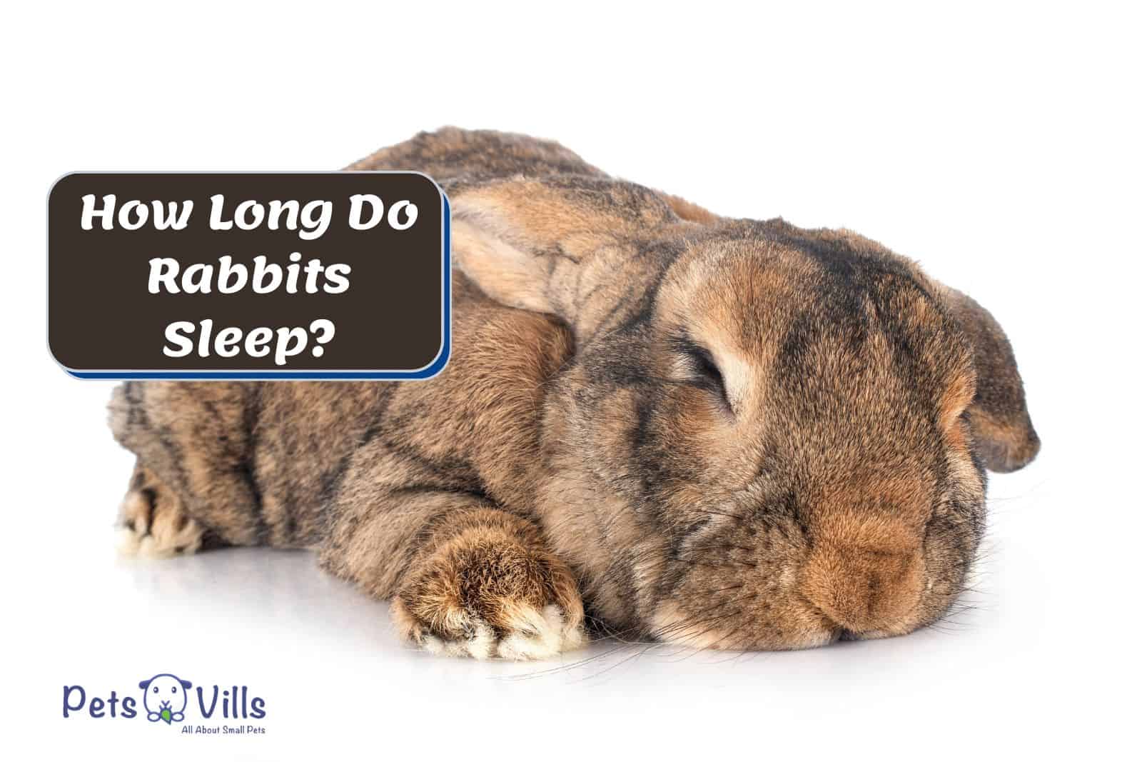 cute rabbit sleeping How Long Do Rabbits Sleep?