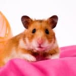 hamster seeing human but can hamsters see in the dark